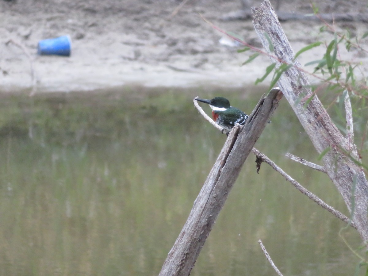 grønnisfugl - ML611211016