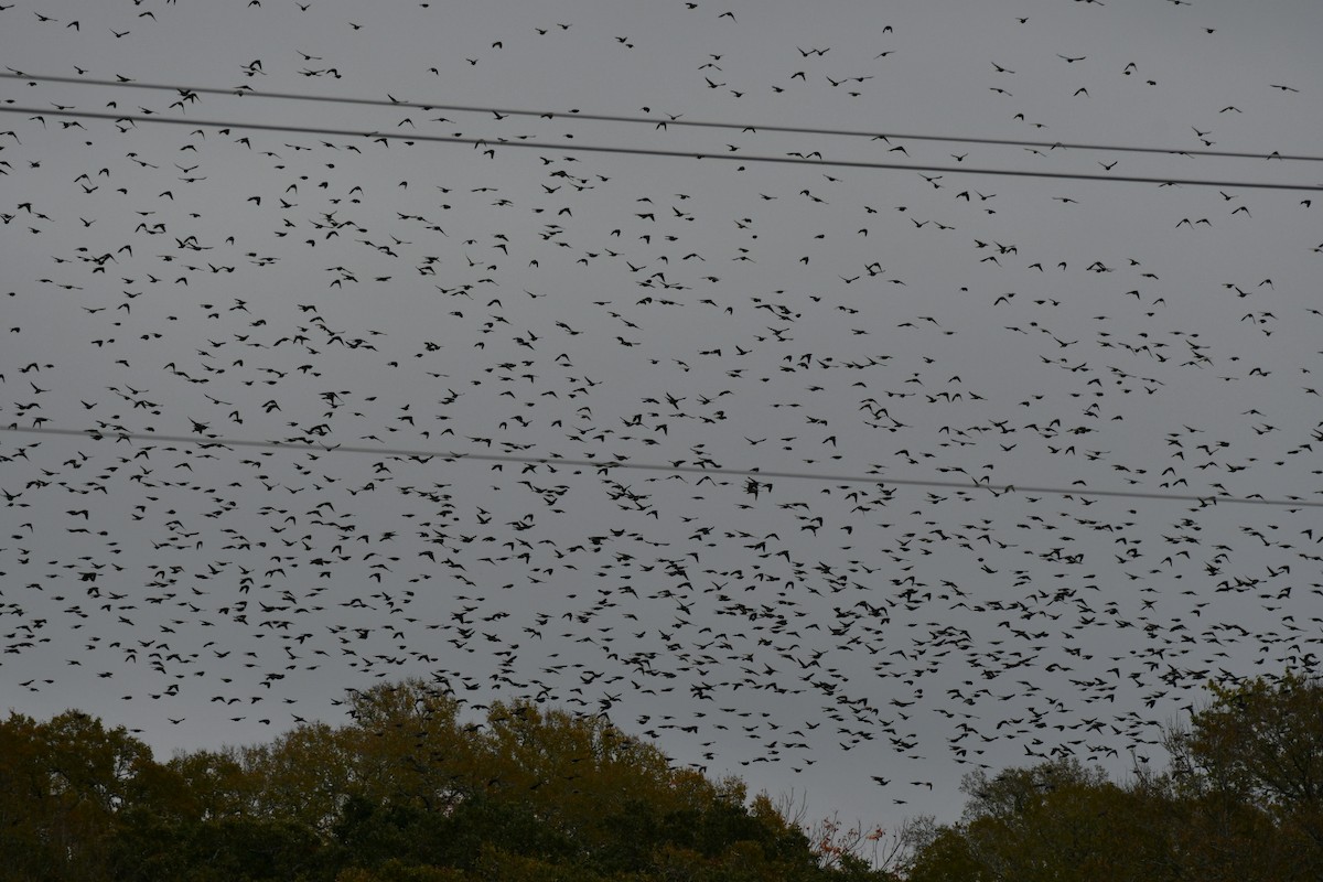 Common Grackle - ML611211033