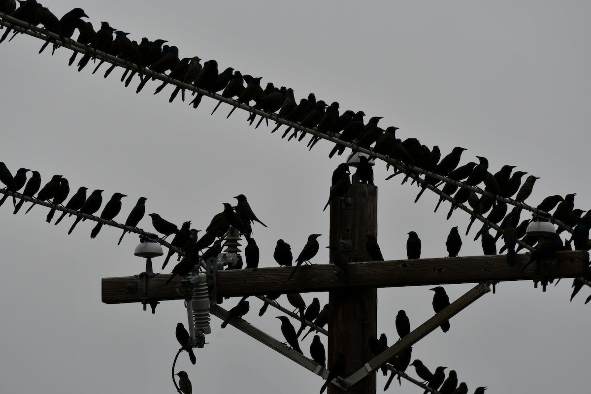 Common Grackle - Brandy Falise