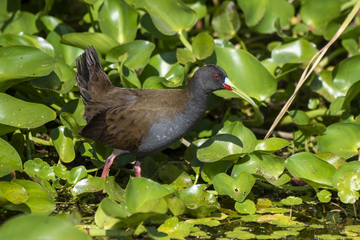 Plumbeous Rail - ML611211130