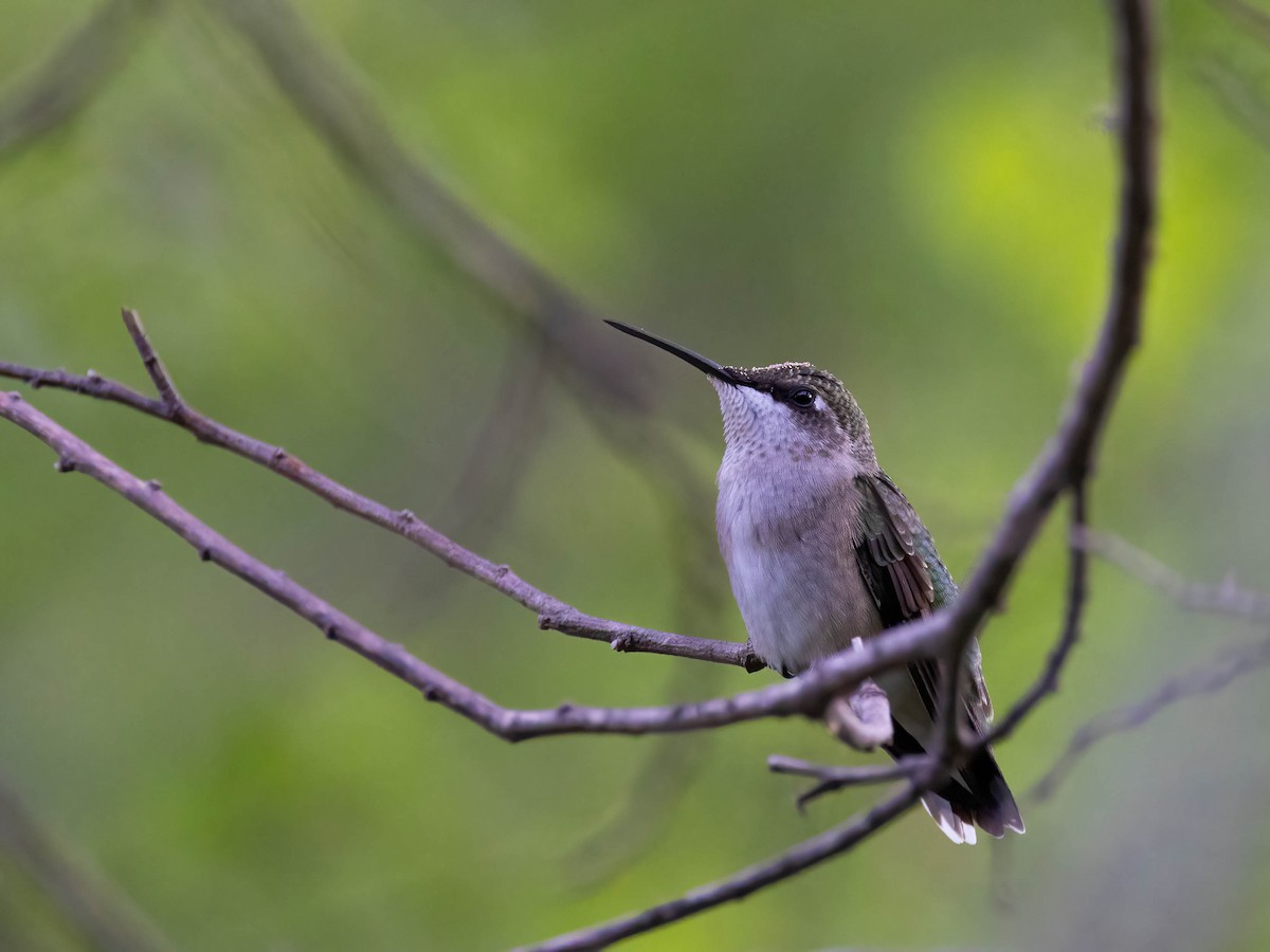 Ruby-throated Hummingbird - ML611211133