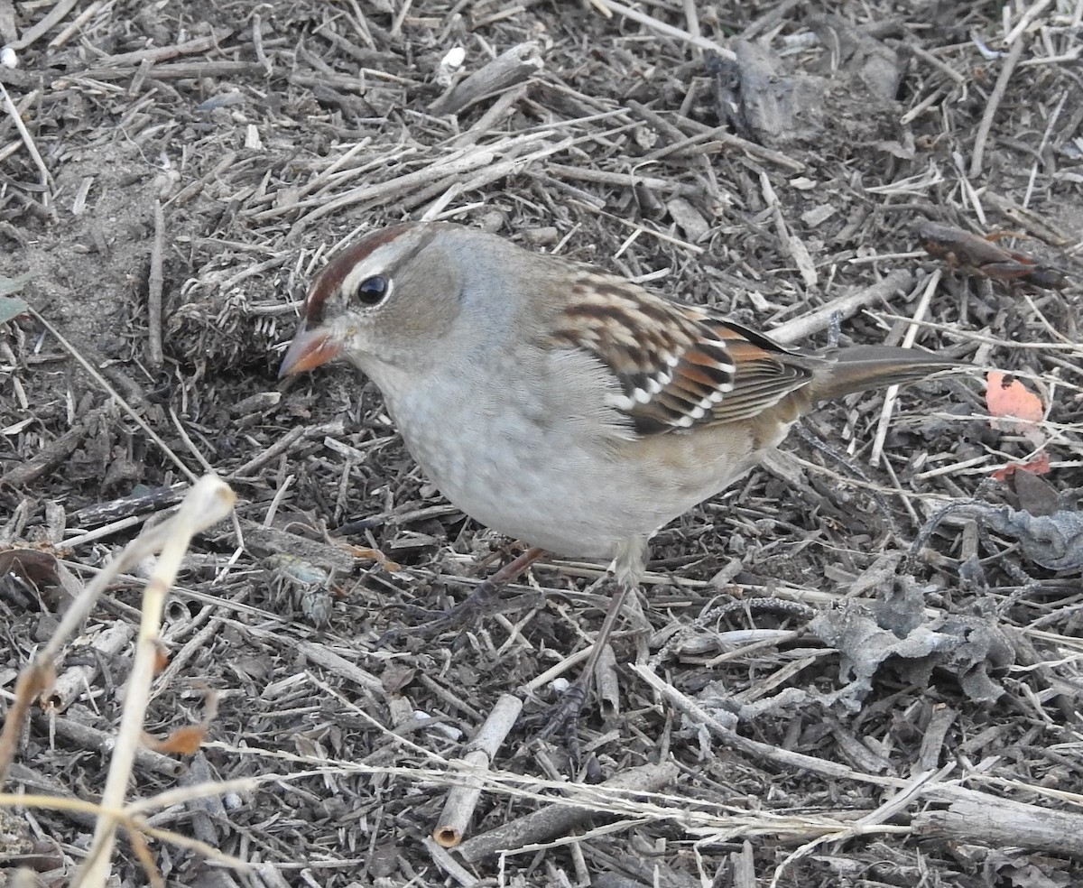 White-crowned Sparrow - ML611211141