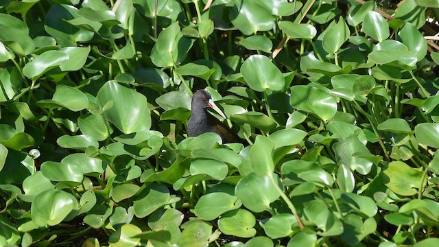 Plumbeous Rail - ML611211145