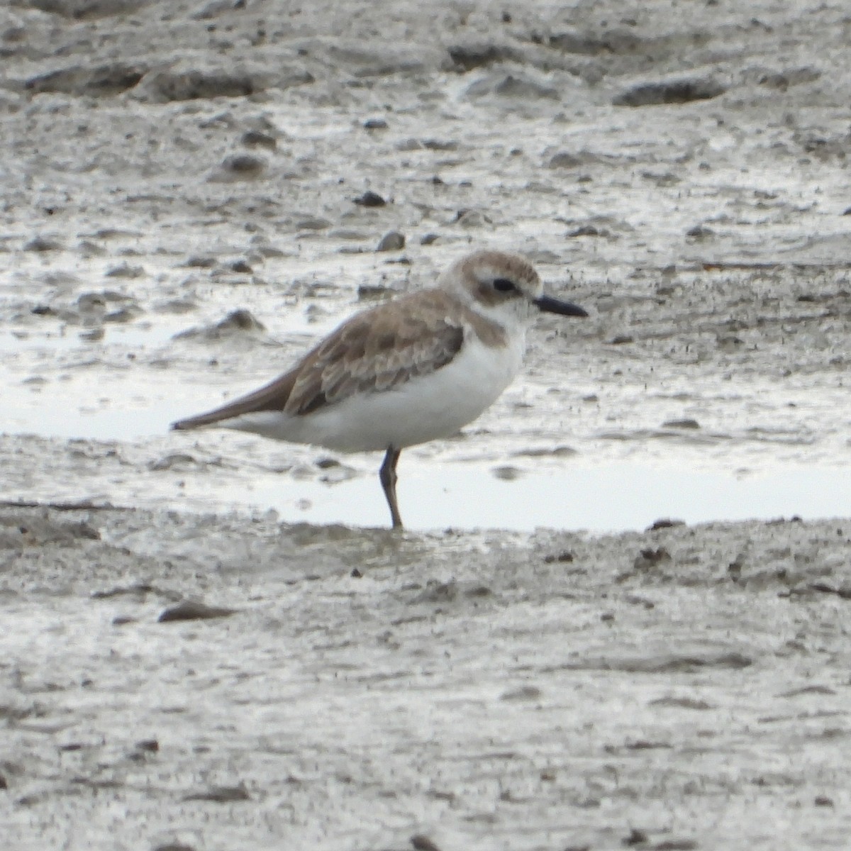 Greater Sand-Plover - ML611211178