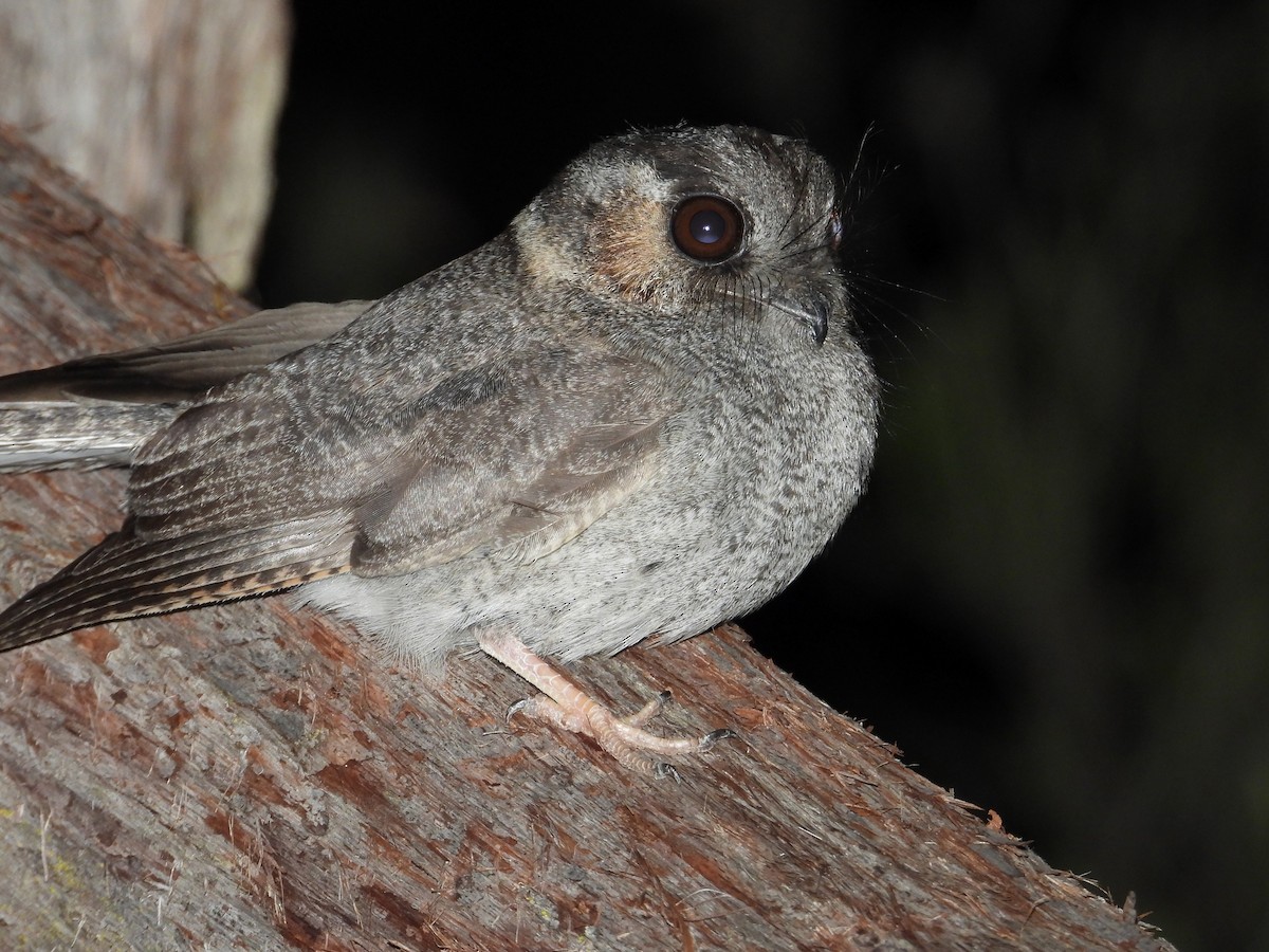 Australian Owlet-nightjar - ML611211212