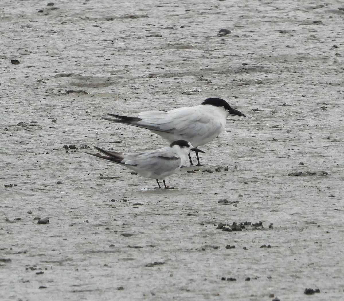 Little Tern - ML611211250