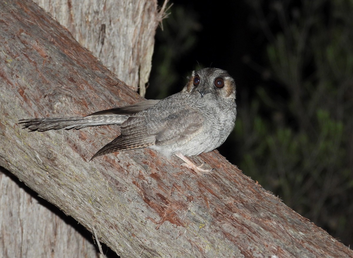 Australian Owlet-nightjar - ML611211262