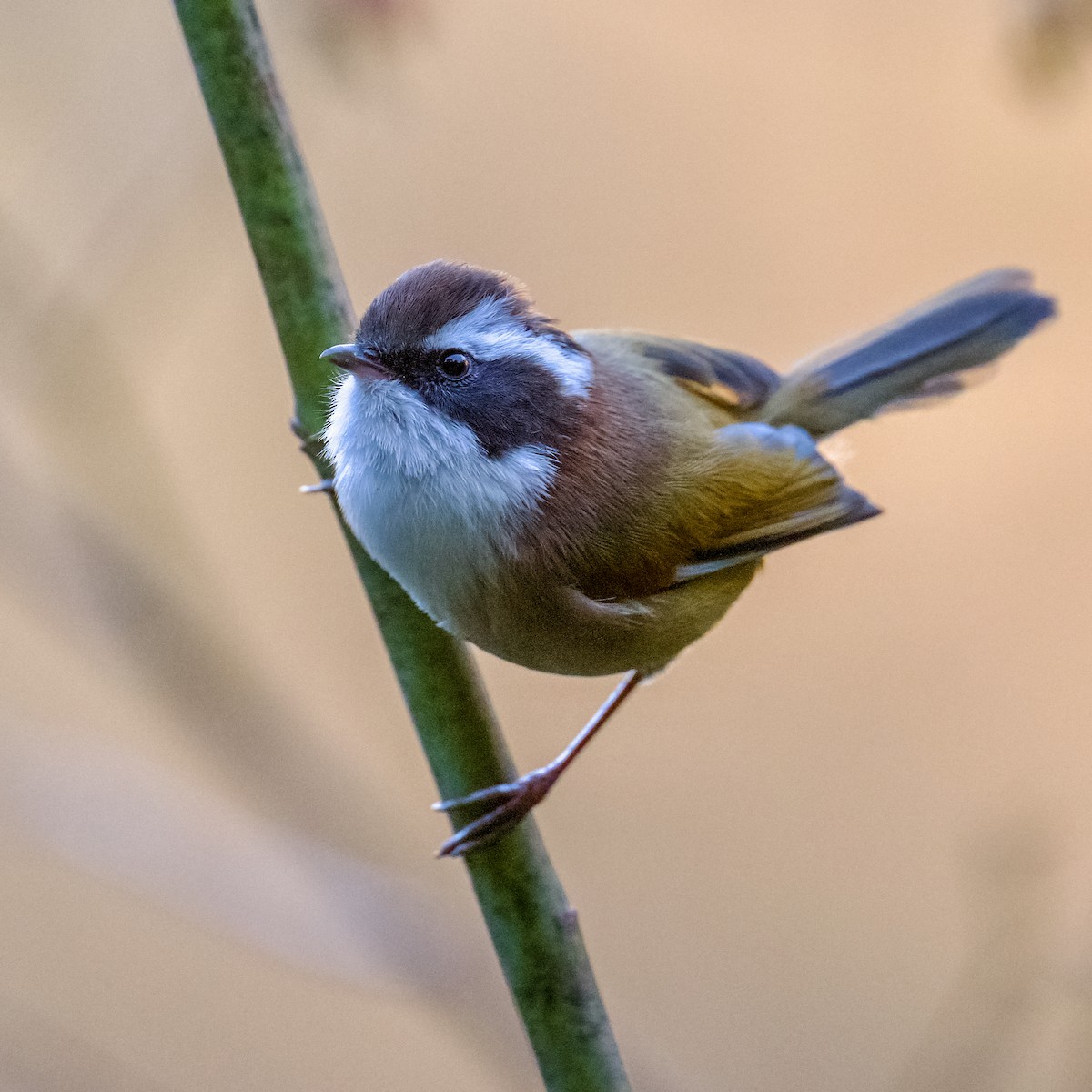 White-browed Fulvetta - Garry Bhatti