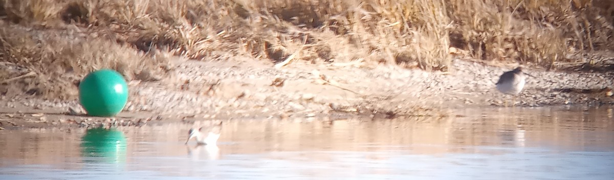 Greater Yellowlegs - ML611211300