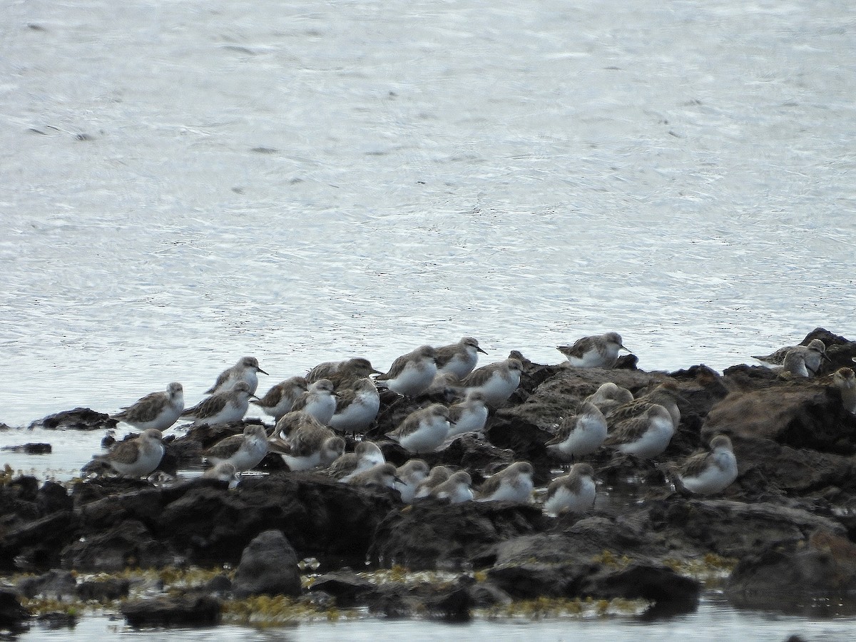 Red-necked Stint - ML611211376