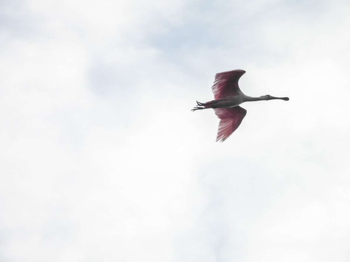 Roseate Spoonbill - ML611211383