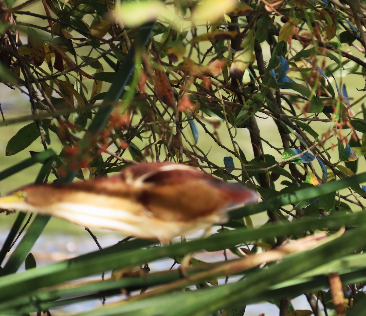 Least Bittern - ML611211468