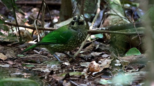 Spotted Catbird - ML611211556