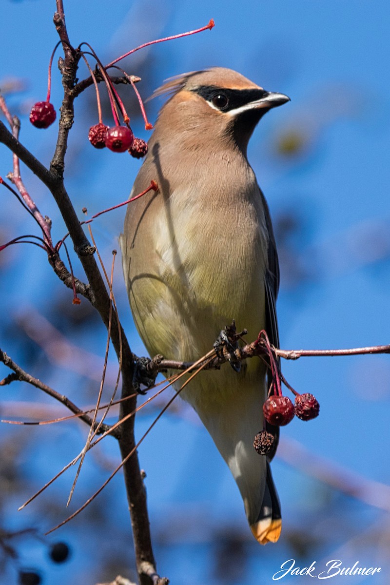 Cedar Waxwing - Jack Bulmer