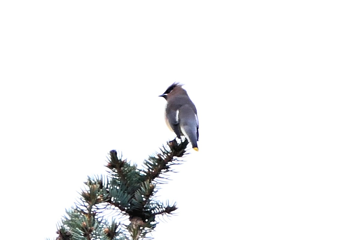 Cedar Waxwing - ML611211799