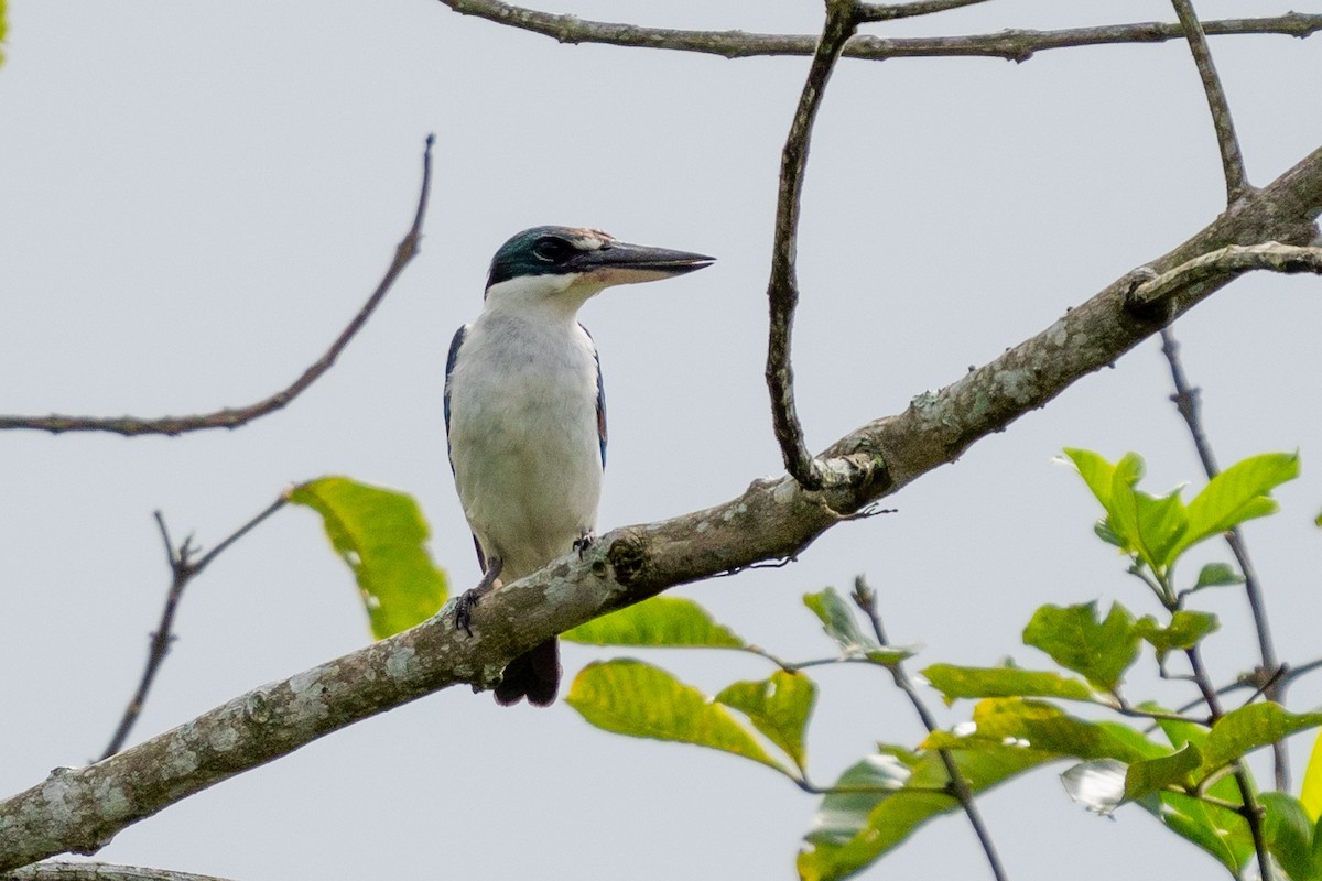 Collared Kingfisher (Collared) - ML611211855