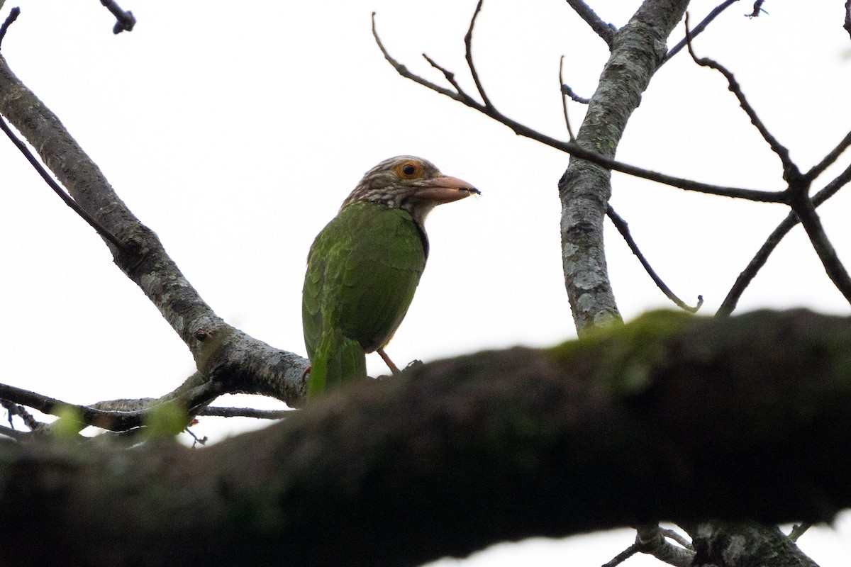 Lineated Barbet - ML611211861