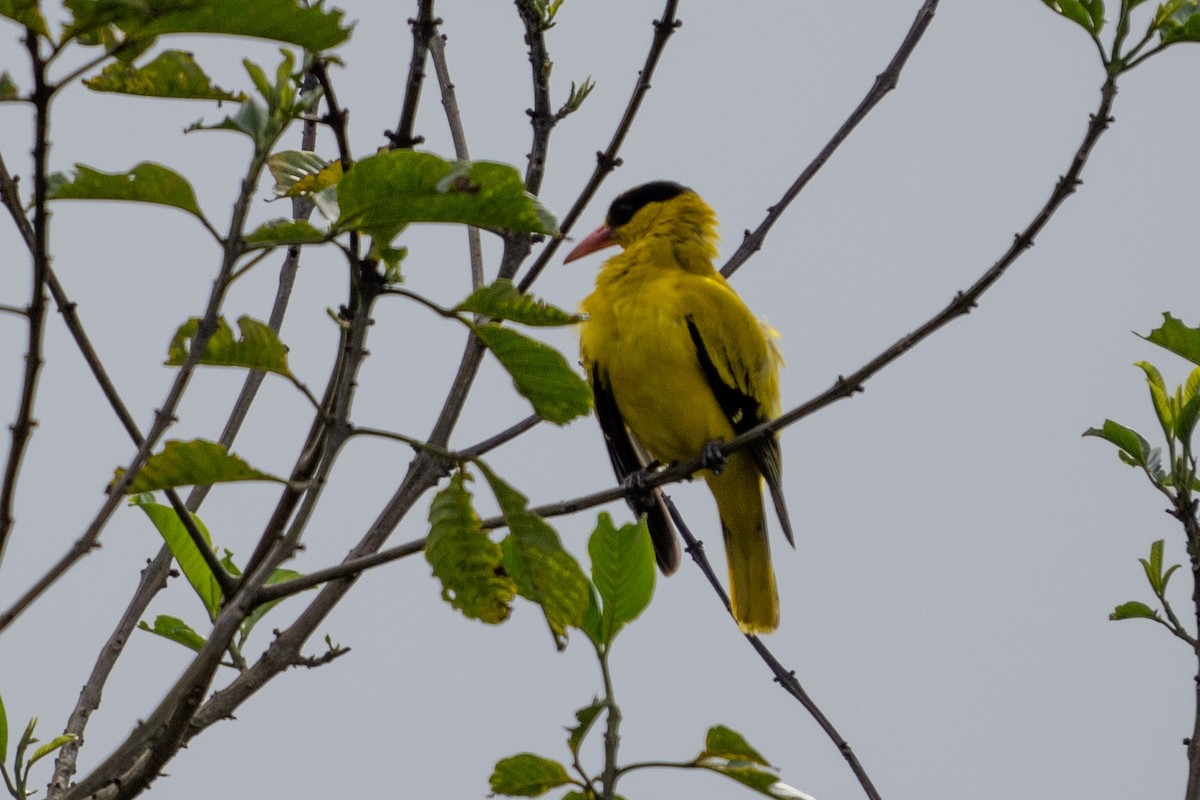 Black-naped Oriole (Sunda) - ML611211882