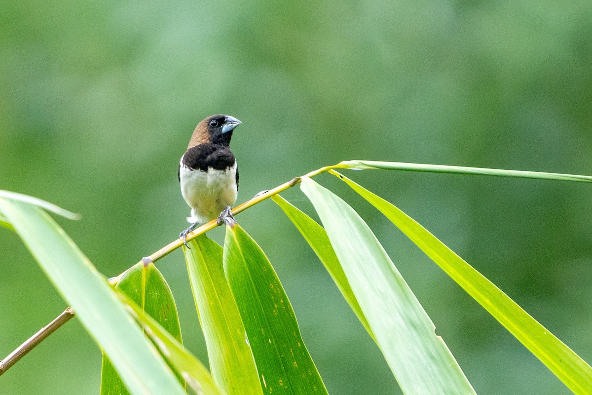 Javan Munia - ML611211949