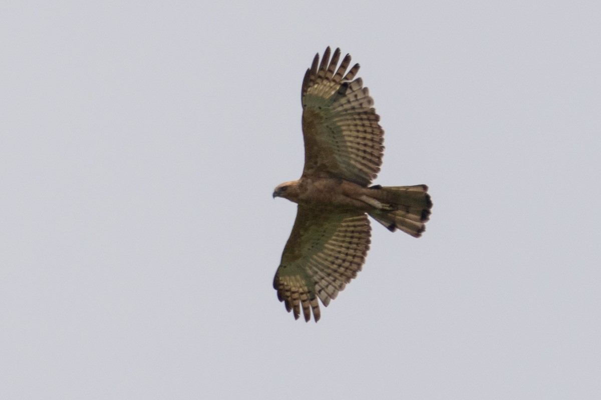 Changeable Hawk-Eagle (Changeable) - ML611211968