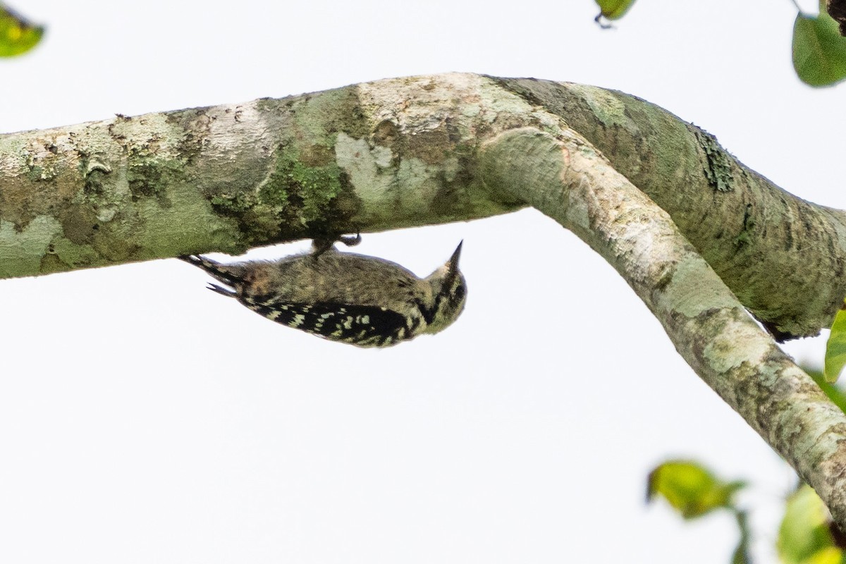 Freckle-breasted Woodpecker - ML611211978