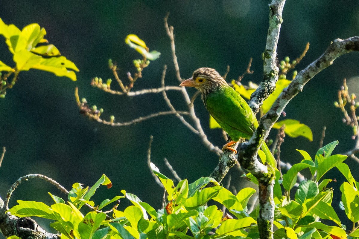 Lineated Barbet - ML611212028