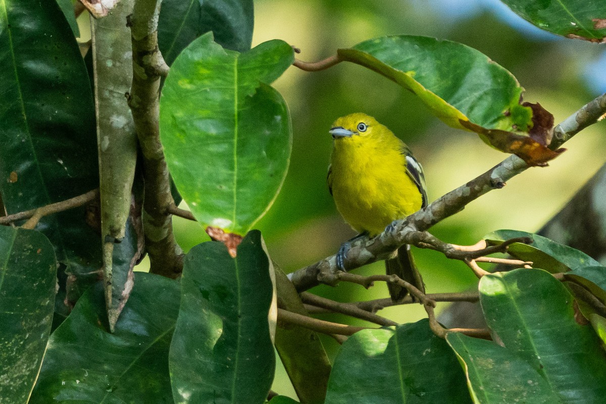 Common Iora - Duncan Henderson