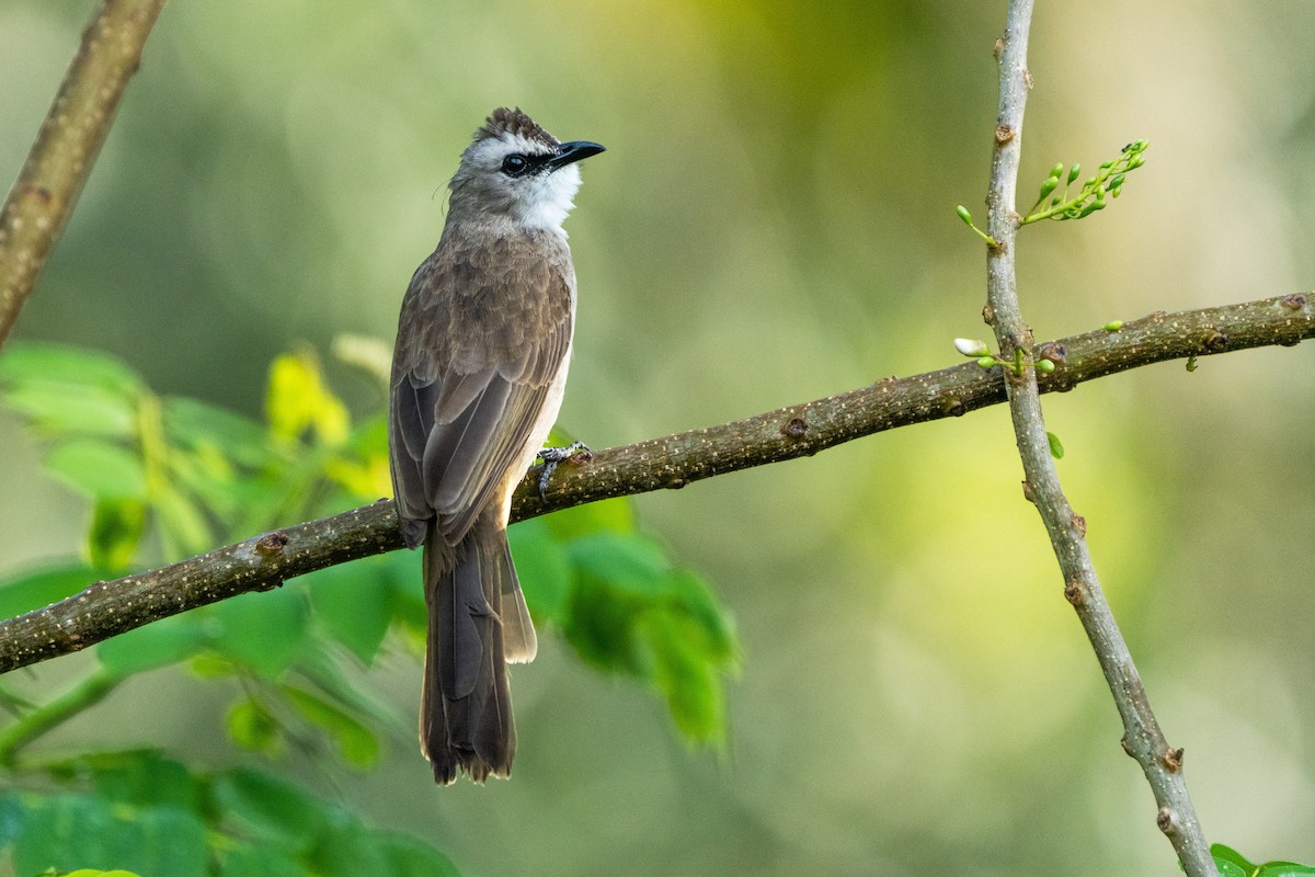 Yellow-vented Bulbul (Sunda) - ML611212036