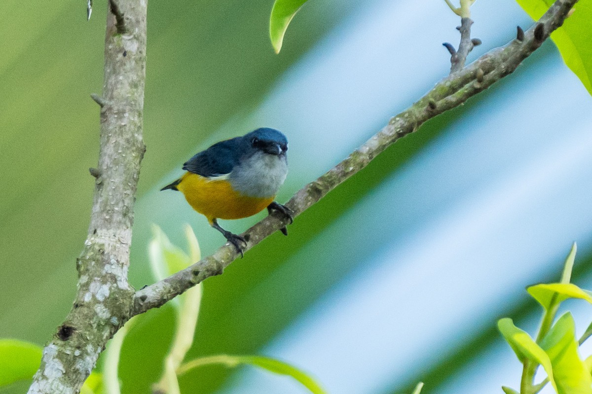 Orange-bellied Flowerpecker - ML611212043