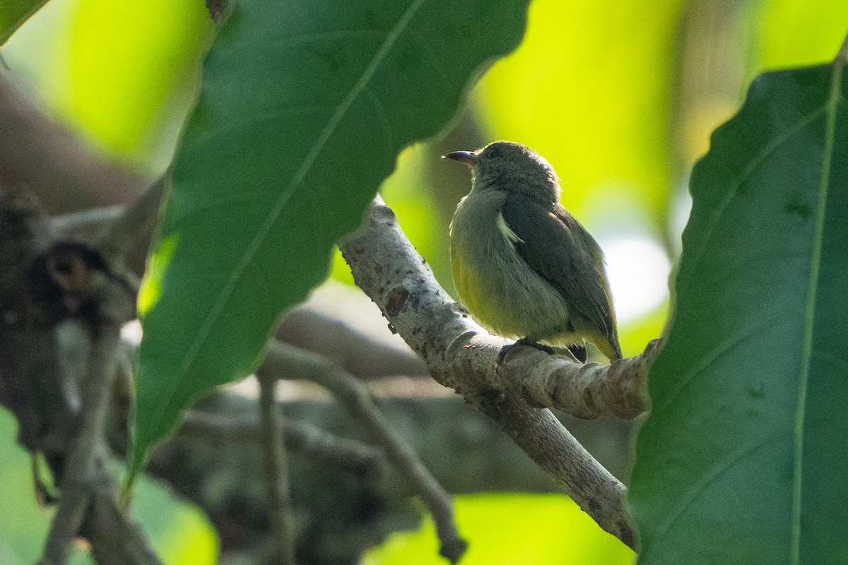 Orange-bellied Flowerpecker - ML611212044