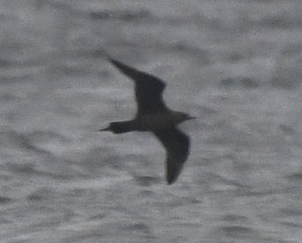 Parasitic Jaeger - Zachary Peterson