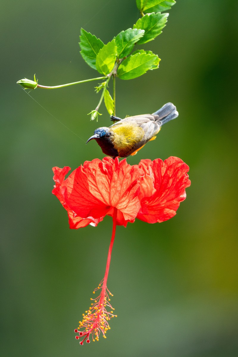 Ornate Sunbird (Ornate) - ML611212049