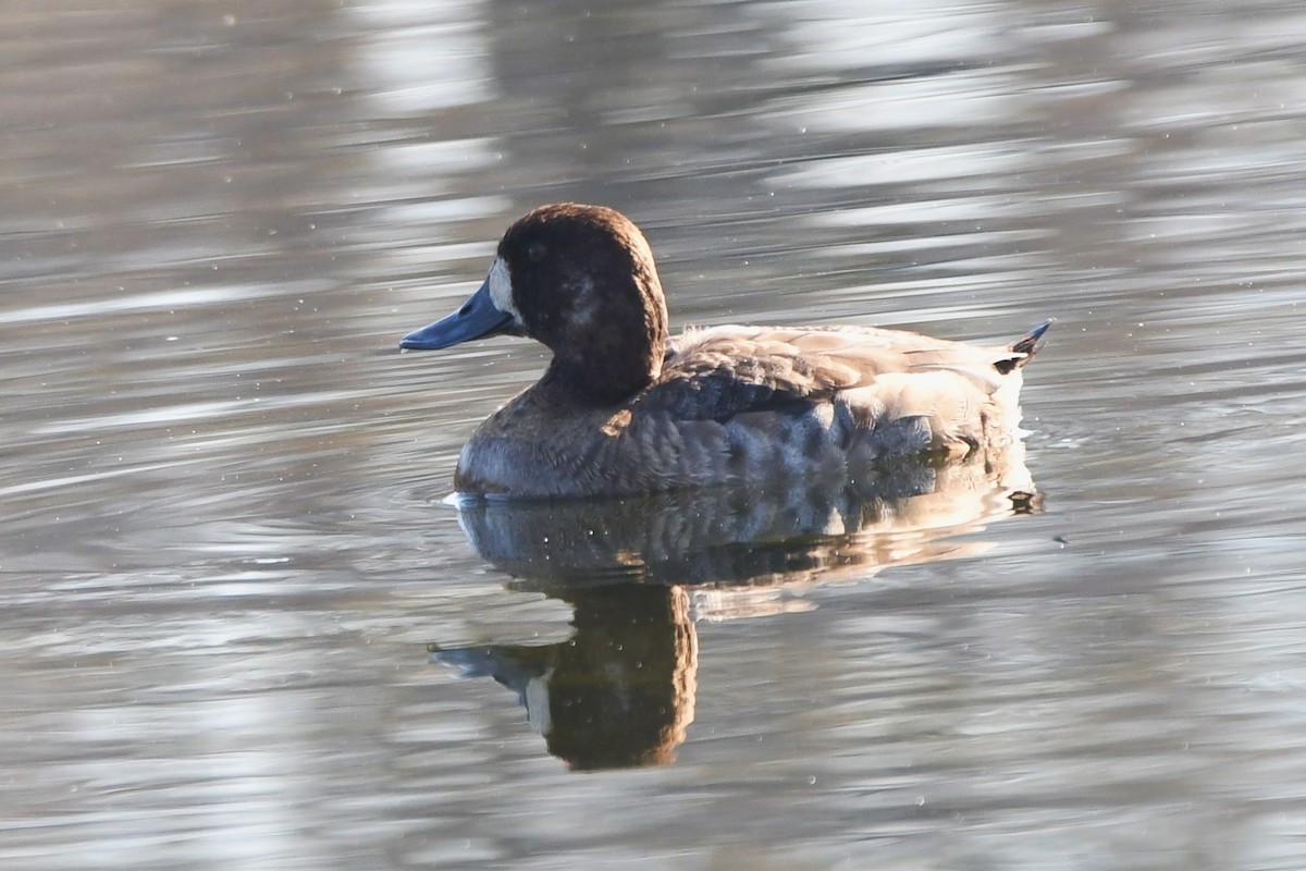 Greater Scaup - ML611212149