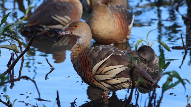 Dendrocygne d'Eyton - ML611212292