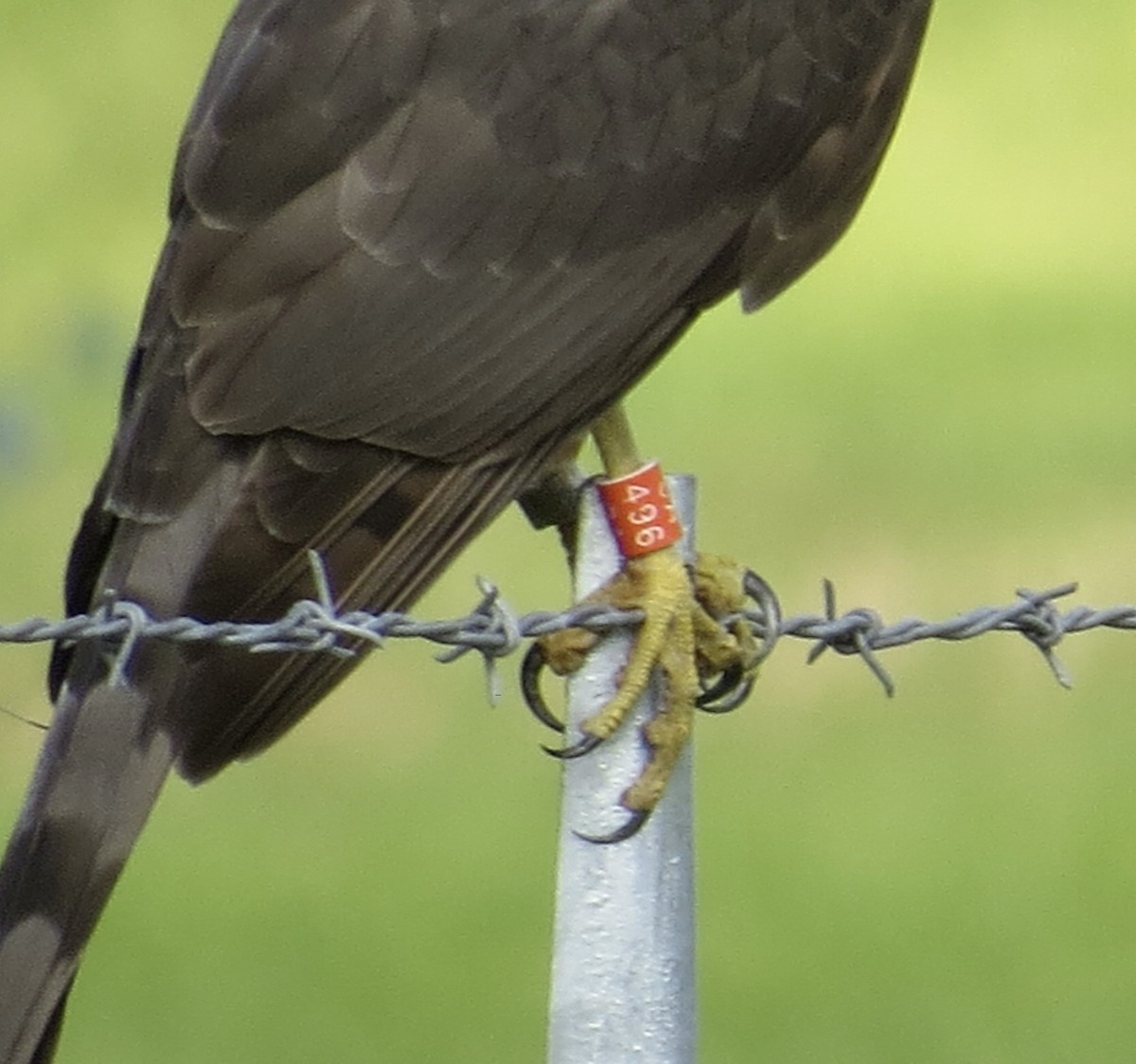 Cooper's Hawk - Thomas Wurster