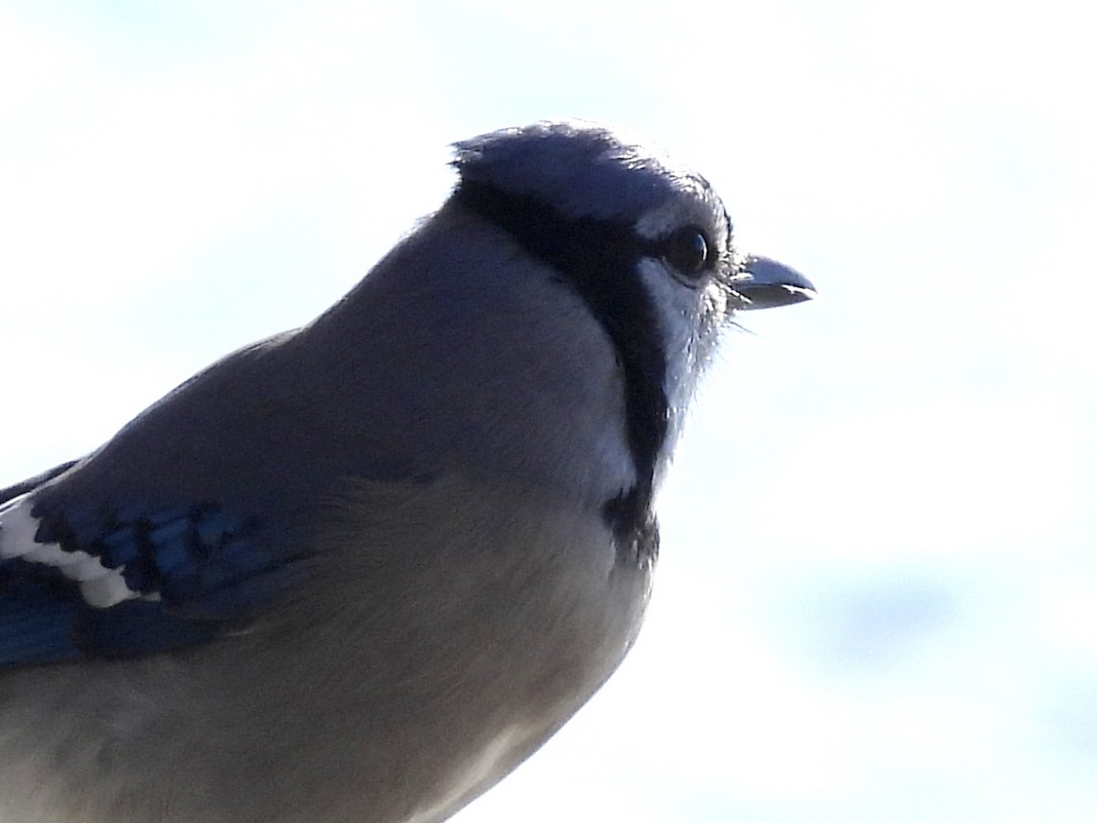 Chara Azul - ML611212351