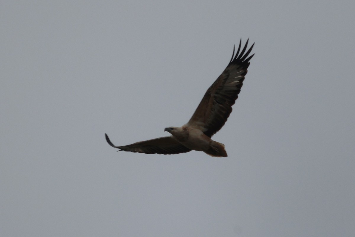 White-bellied Sea-Eagle - ML611212361