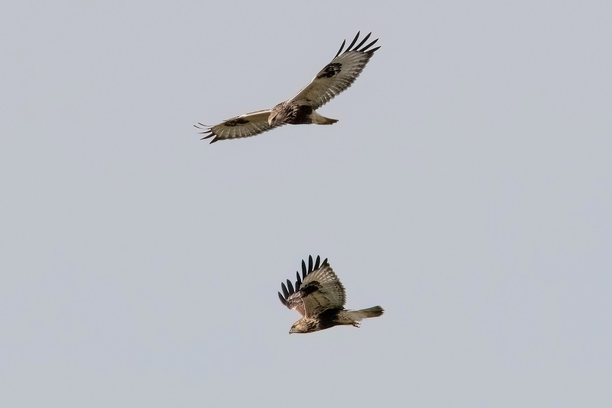 Rough-legged Hawk - Sue Barth
