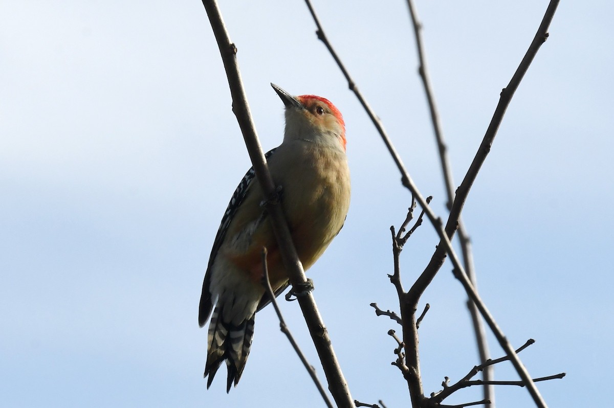 Red-bellied Woodpecker - ML611212391