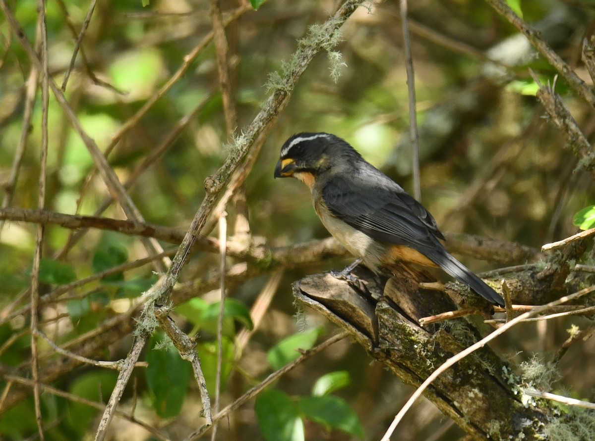 Thick-billed Saltator - Rob Cahill