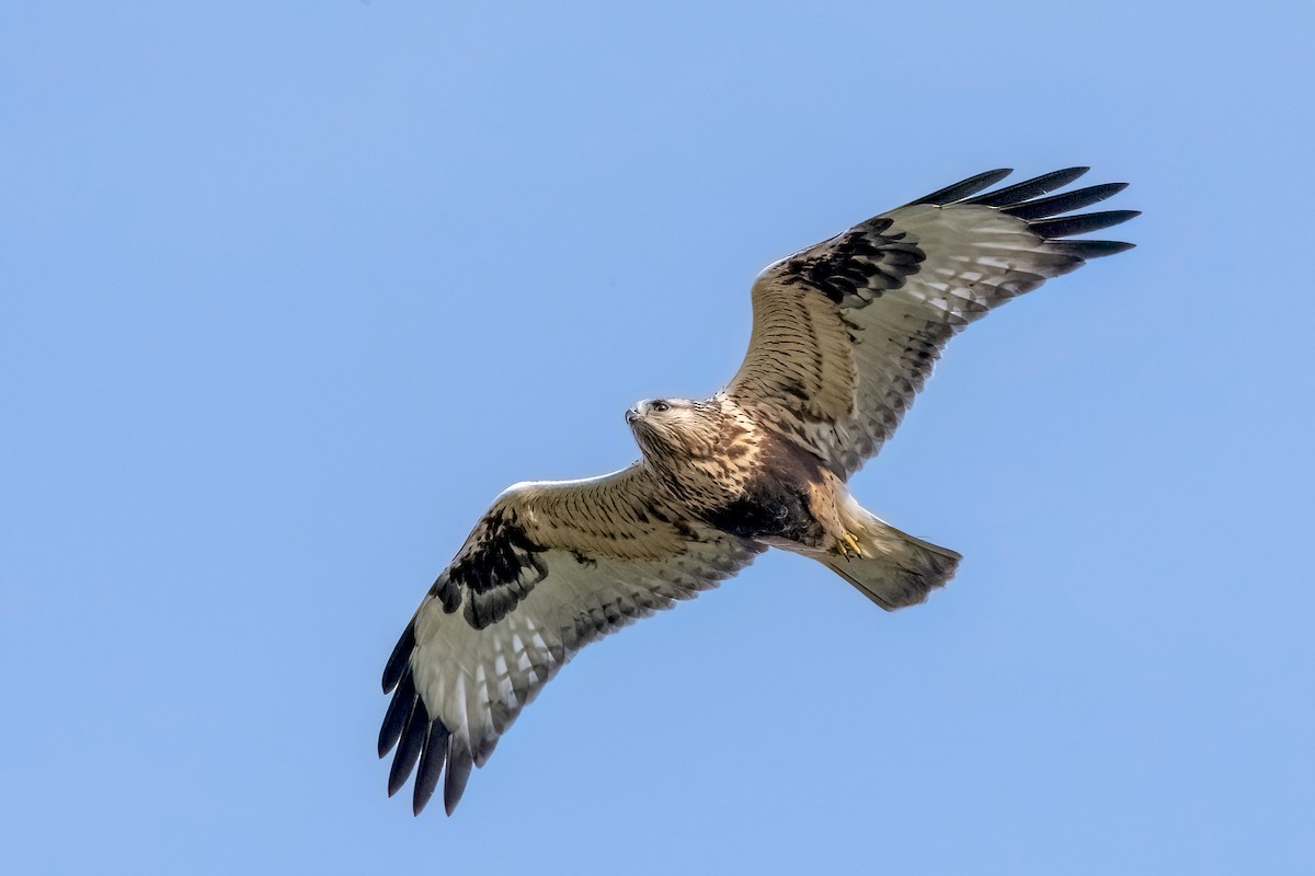 Rough-legged Hawk - Sue Barth