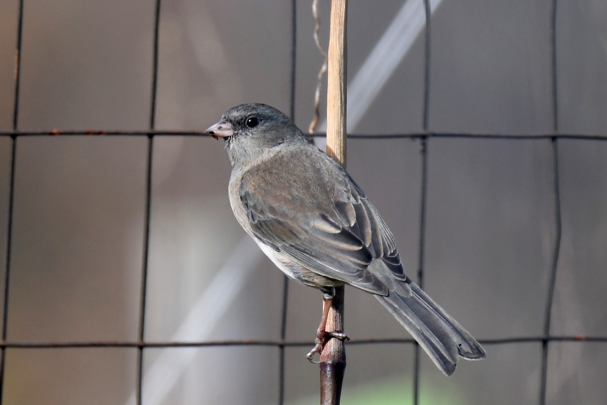 Dark-eyed Junco - ML611212419