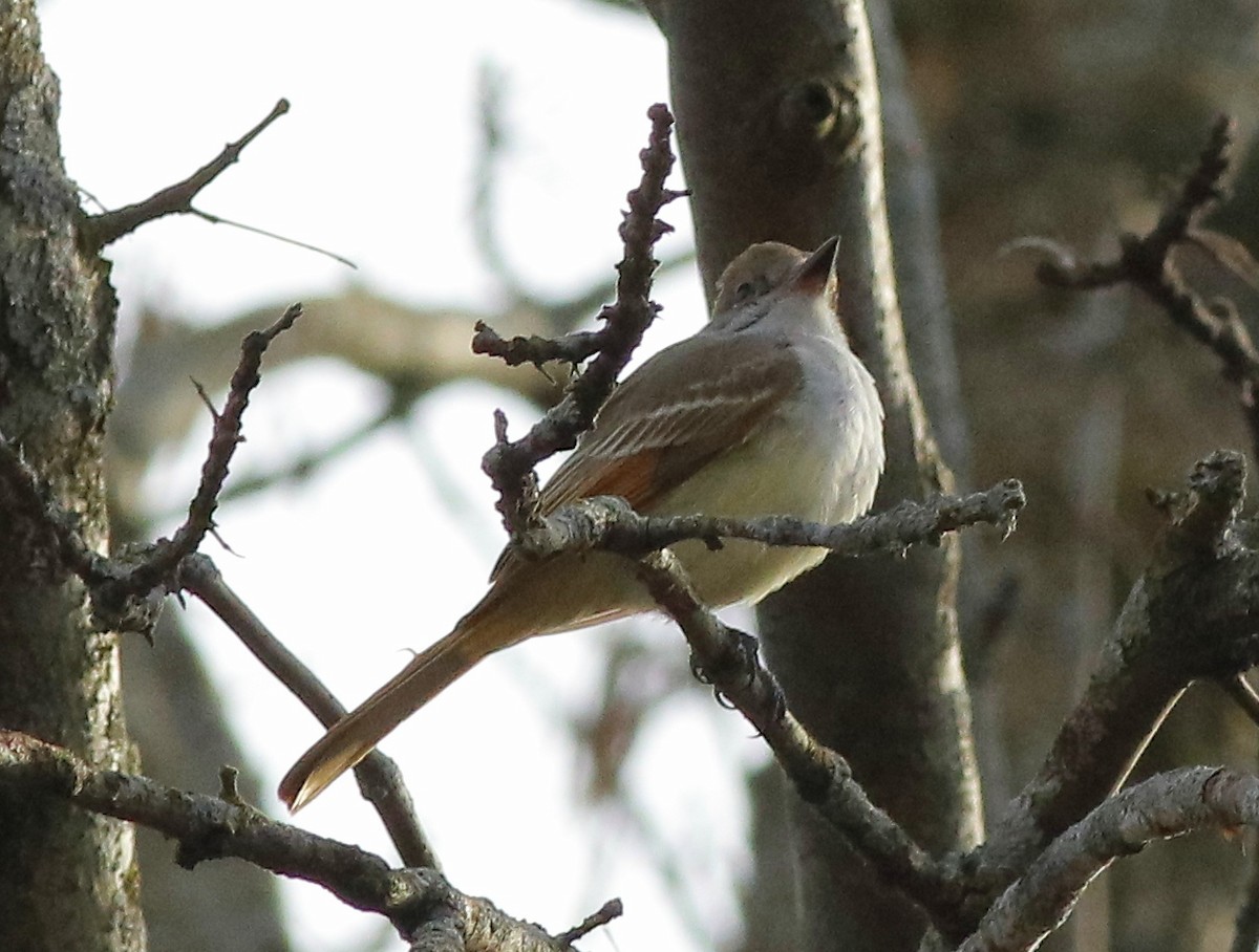 Ash-throated Flycatcher - Alexandre Anctil