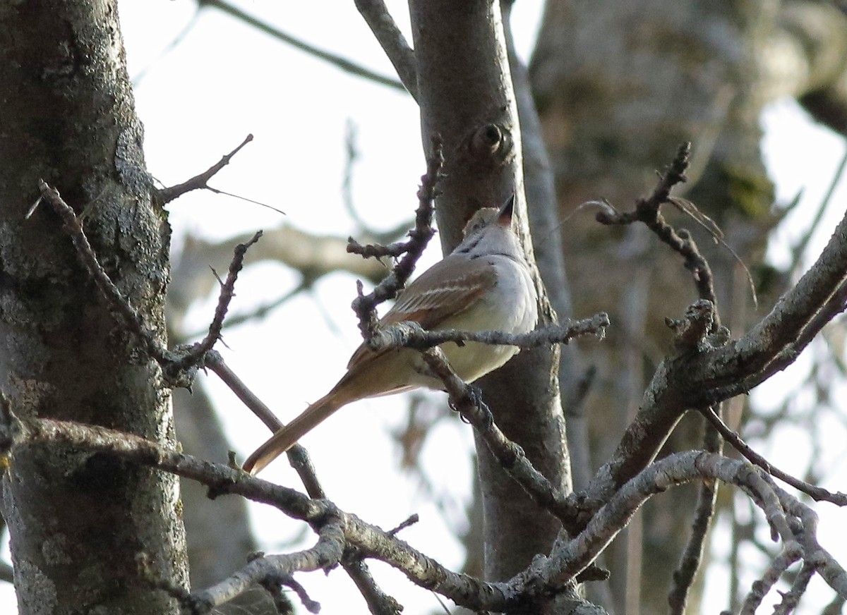 Ash-throated Flycatcher - ML611212449