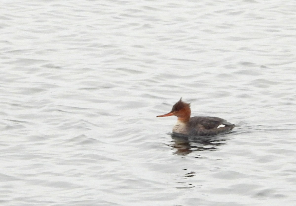 Red-breasted Merganser - ML611212457