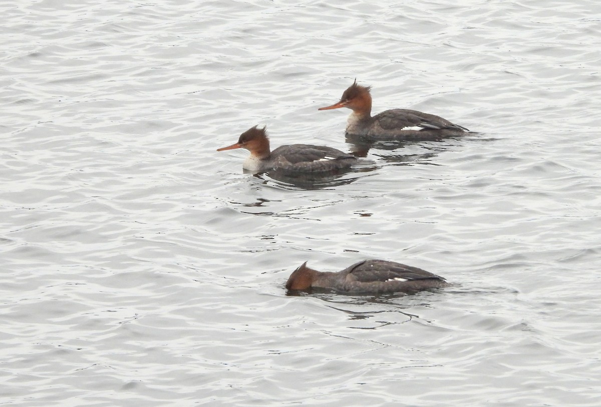 Red-breasted Merganser - ML611212458