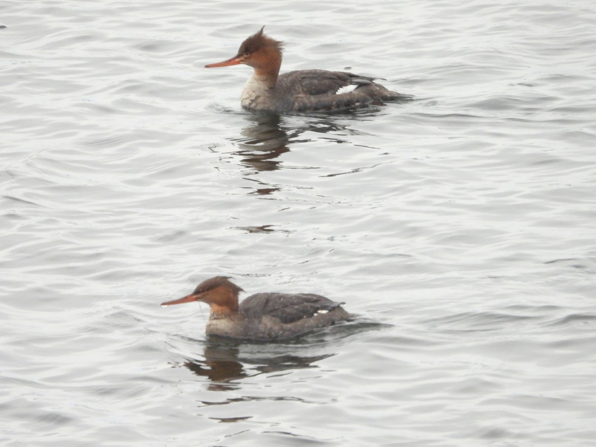 Red-breasted Merganser - ML611212460