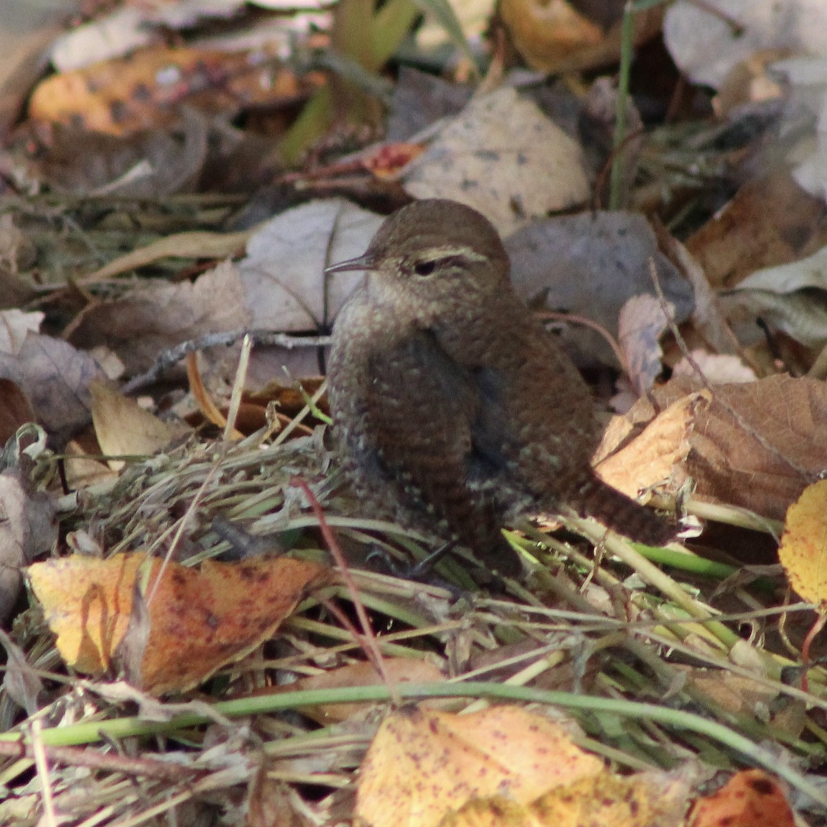 Winter Wren - ML611212469