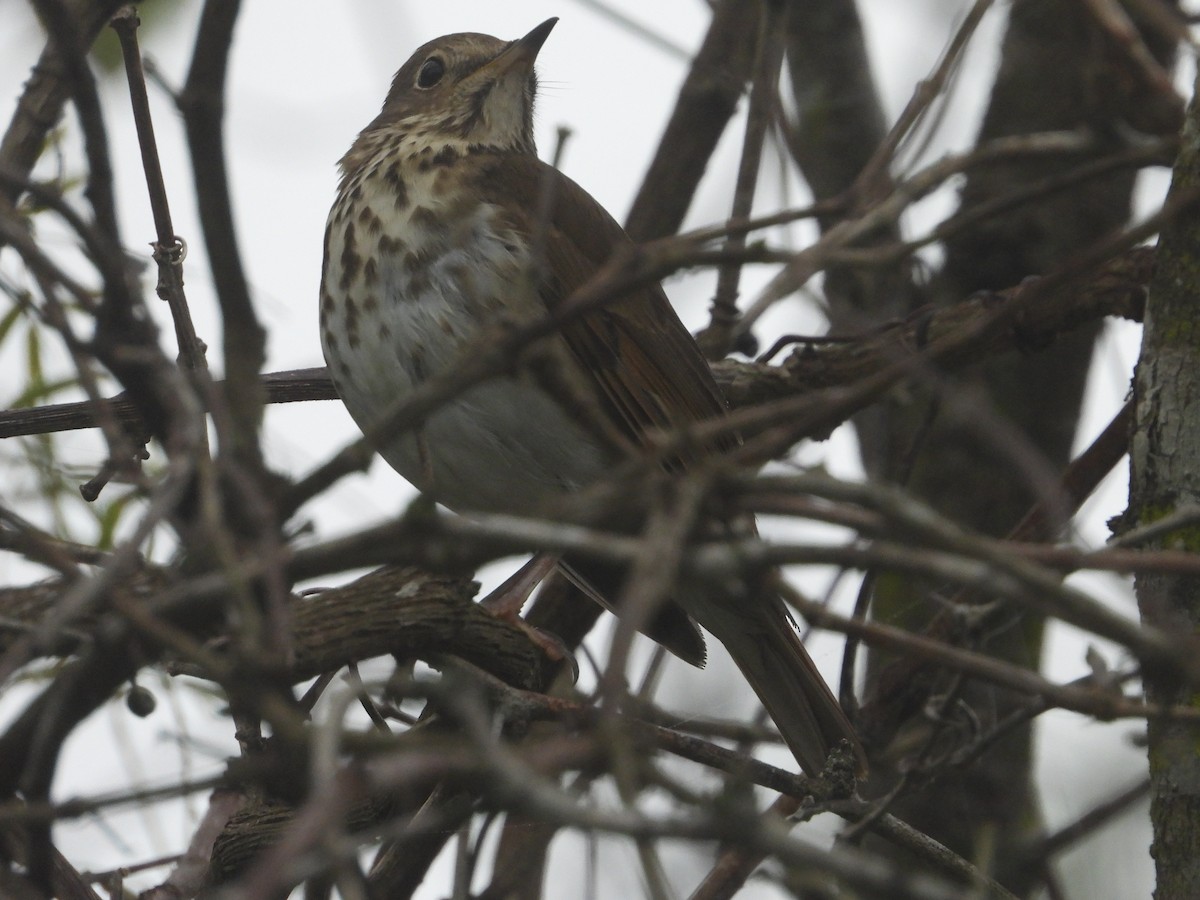 Hermit Thrush - ML611212517