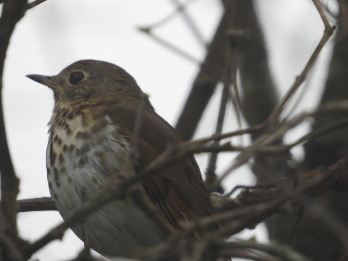 Hermit Thrush - ML611212521